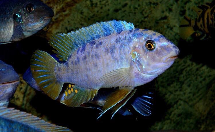 Labeotropheus fuelleborni 'Chizumulu Island'